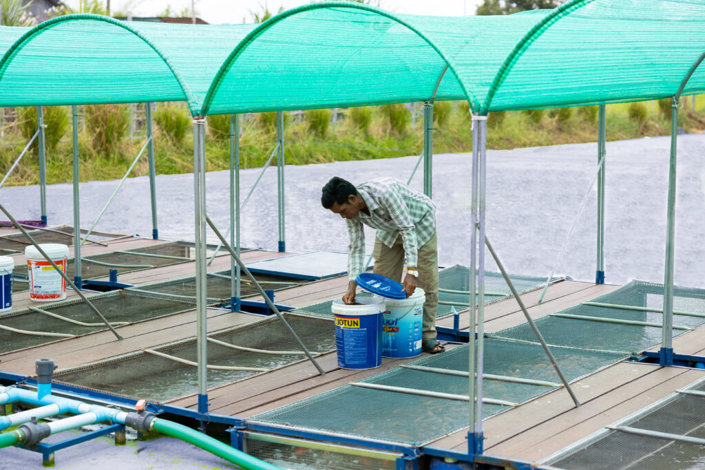 A man feeding fish in in an in-pond-raceway-system located in a pond.