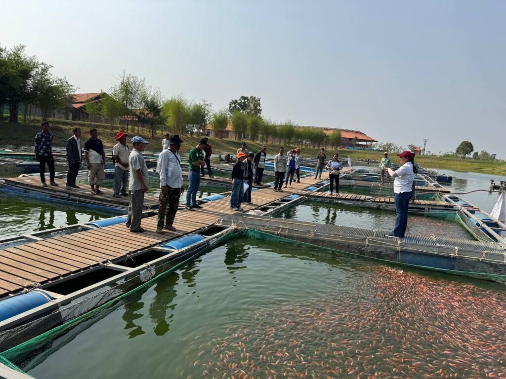 Many people standing around a pond filled with Tilapia.