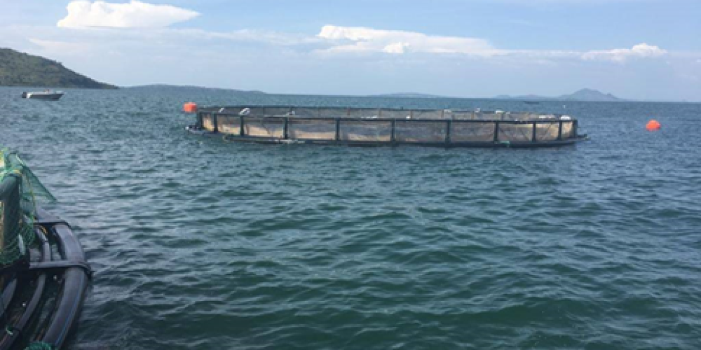 WISHH sent aquaculture expert Karen Veverica to work with Victory Farms, located on Lake Victoria in Kenya. Victory Farms is the largest fish feed user in Kenya and one of the largest fish farms in East Africa. In Kenya, feed production is insufficient to meet local demand. The farm primarily raises Nile tilapia in cages like the one shown here. Photo Credit:  Karen Veverica