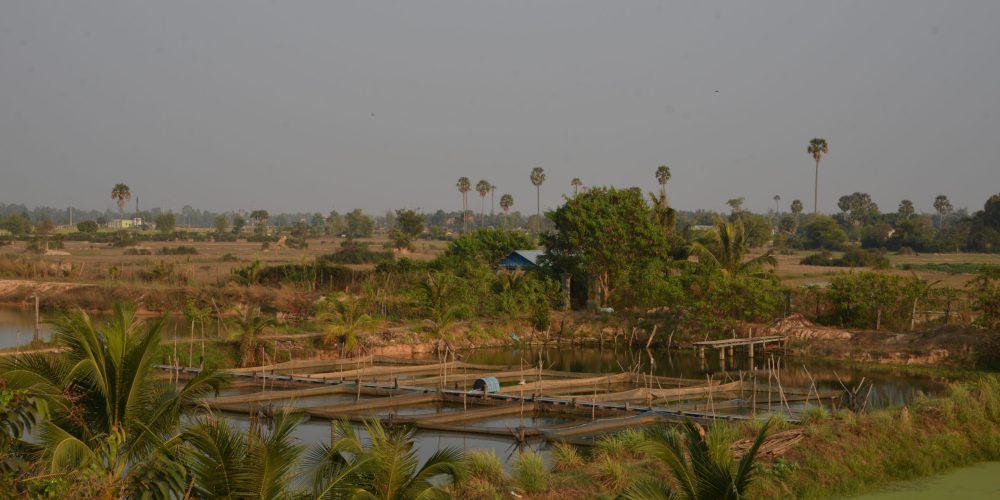 ASA’s CAST-Cambodia project is working with the Royal Government of Cambodia to identify fish farming and related aquaculture businesses that are candidates for Cambodia’s new $50 million COVID-19 response fund for agriculture.
