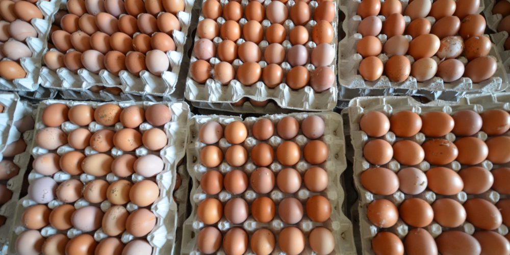 Per capita egg consumption in Ghana has increased from 12 in 1995 to 128 in 2018. A new AMPLIFIES survey will measure household consumption of eggs, providing insight into future opportunities for U.S. soy in the Ghanaian poultry industry.