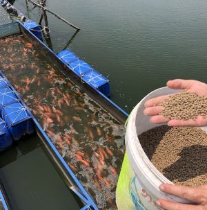 Rathada Raceway Soy feed. Photo credit Jim Hershey