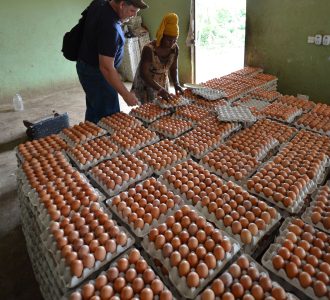 Stan Eggs 2 Musa Farm - Two individuals inspecting eggs