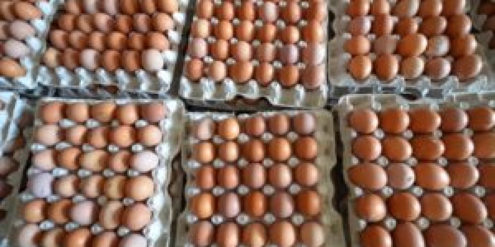 WISHH-EGGS-300x199